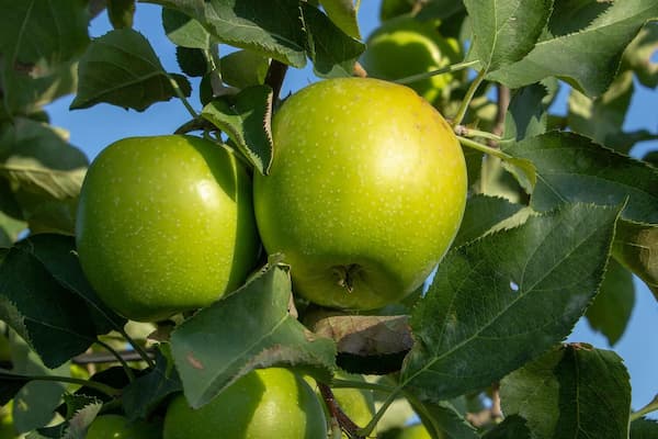 تصویر 1 از خرید و قیمت سیب سبز شفر + فروش عمده